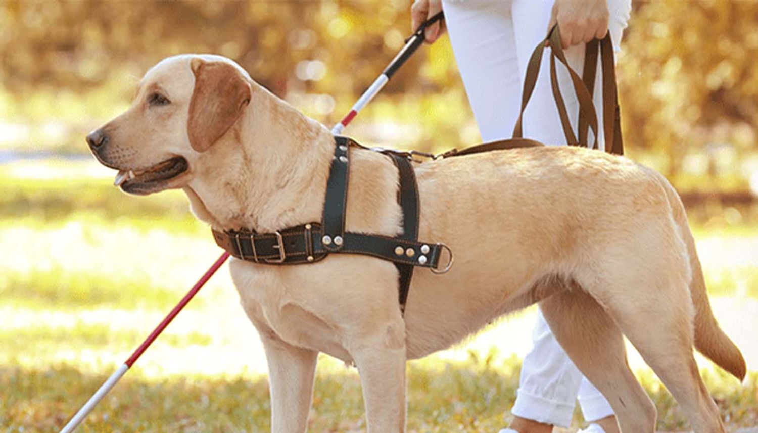 Chiens Guide